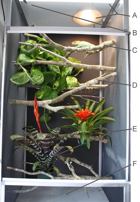 chameleon enclosure ideas